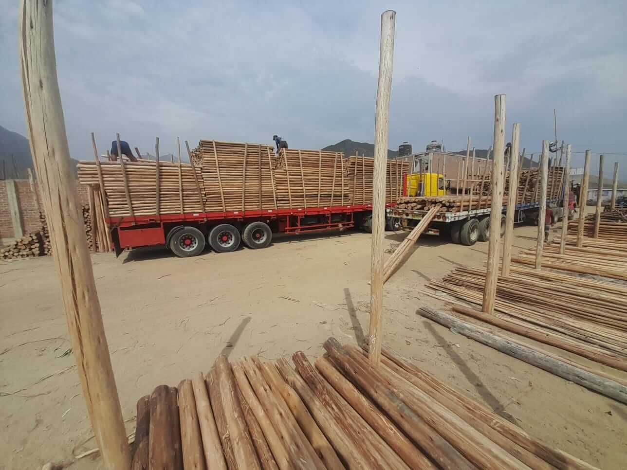 Transporte de madera eucalipto