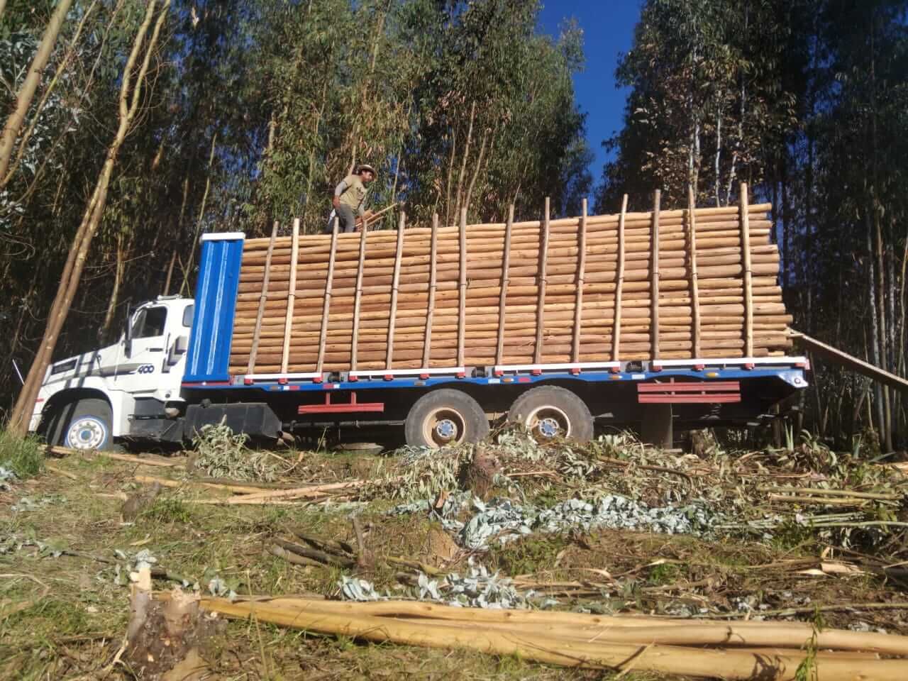 Transporte de madera eucalipto